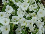 Petunias White 